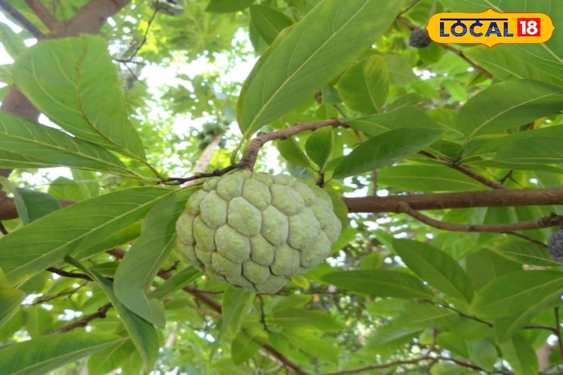 सीताफल सीताफल