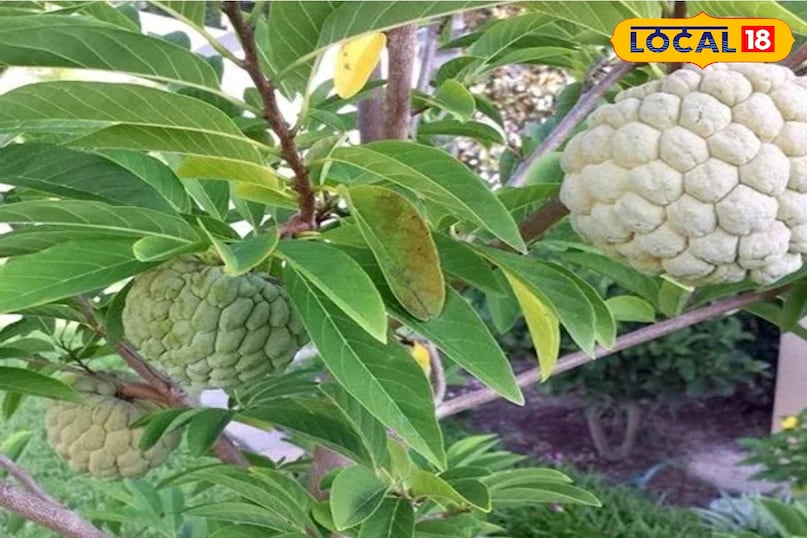 फल फल