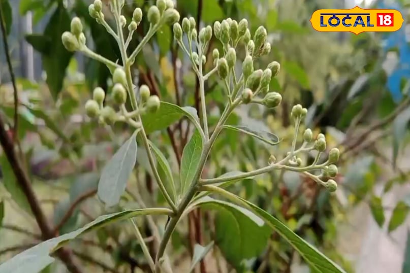 नाम से असर तक नाम से असर तक