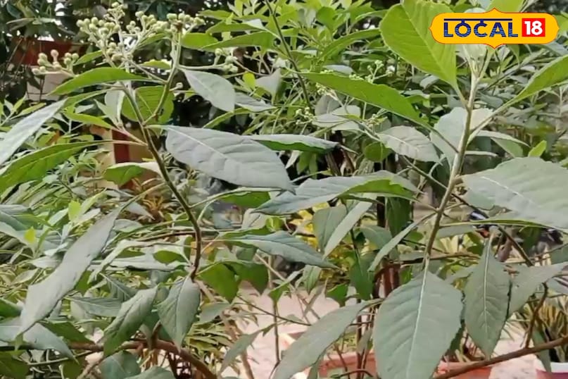 इन रोगों में भी रामबाण इन रोगों में भी रामबाण