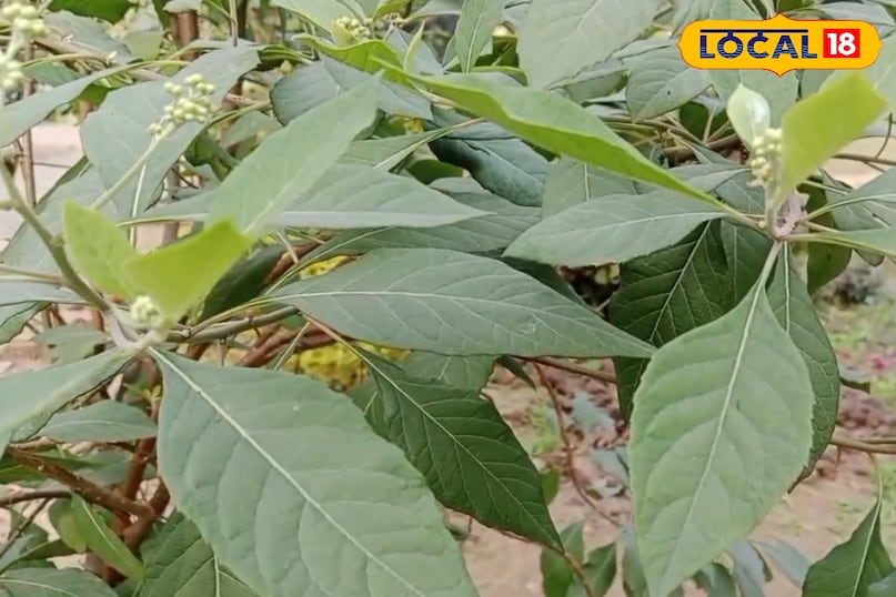 महिलाओं के लिए वरदान महिलाओं के लिए वरदान