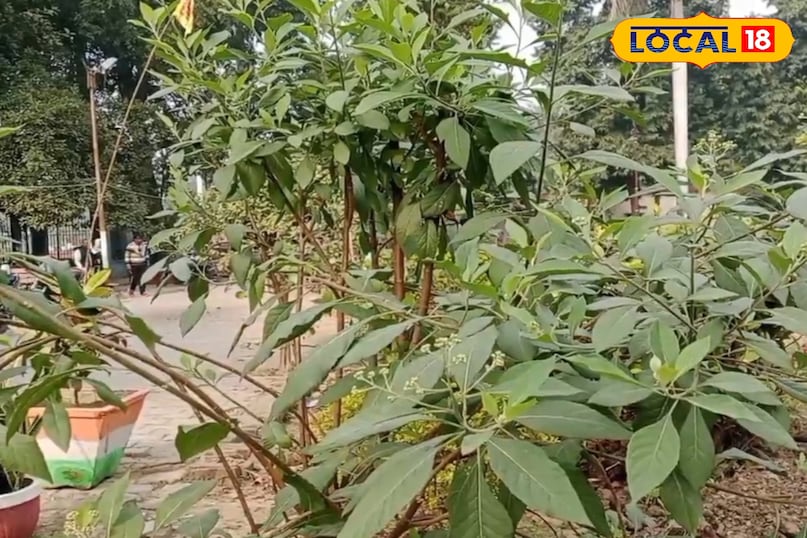 त्वचा रोगों में असरदार त्वचा रोगों में असरदार