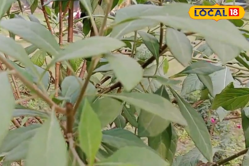 सावधानी भी जरूरी सावधानी भी जरूरी