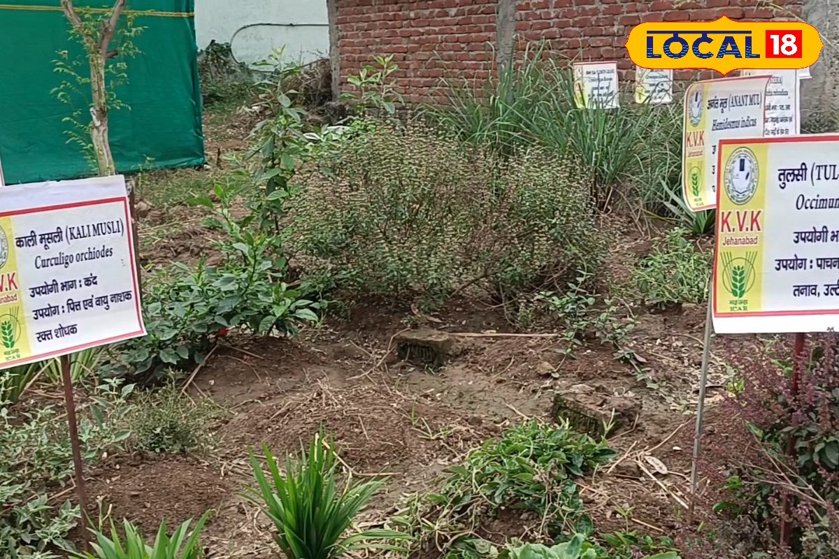 मच्छरों के जानी दुश्मन हैं ये 5 सस्ते पौधे, एक बार लगा लेने से साल भर राहत