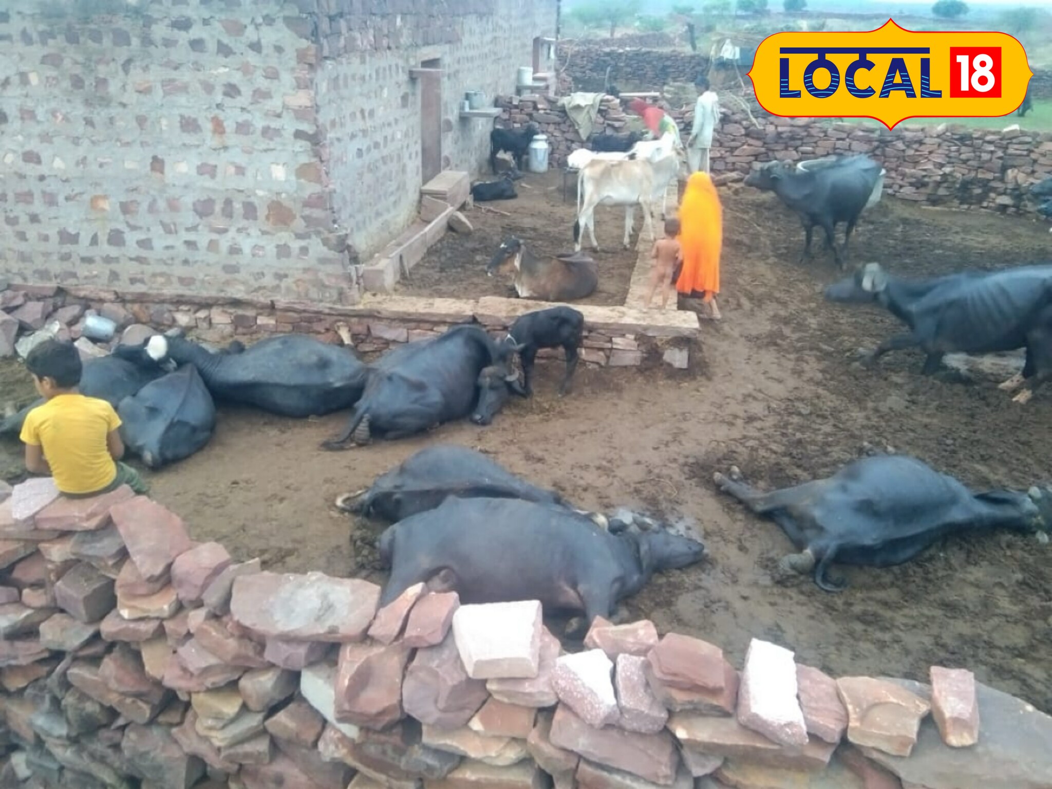 रोहतास: कैमूर की पहाड़ी पर घास चर रही 30 भैंसों पर टूटा बिजली का कहर, मौत