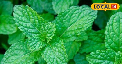 गर्मी में पुदीने का रखरखाव कैसे करें. 