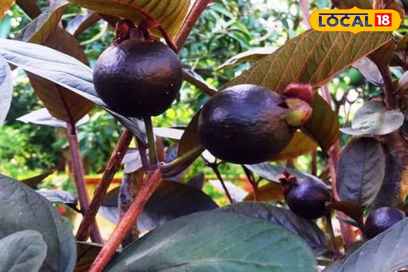 Bagwani Tips in Hindi, Gardening tips kala amrood, काला अमरूद बागवानी टिप्स, काला अमरूद लगाने का तरीका, local18, khargone letest news, Madhya Pradesh hindi news 