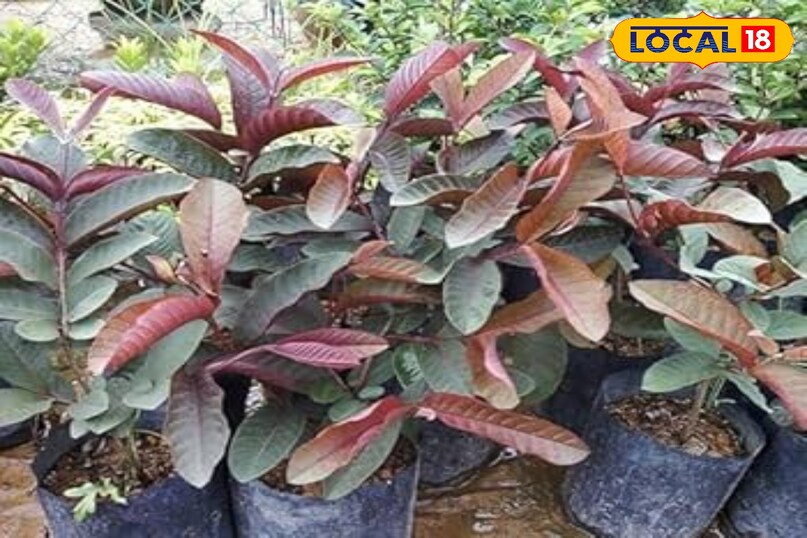 Bagwani Tips in Hindi, Gardening tips kala amrood, काला अमरूद बागवानी टिप्स, काला अमरूद लगाने का तरीका, local18, khargone letest news, Madhya Pradesh hindi news 