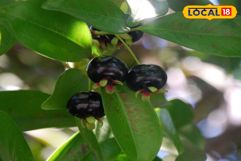 Bagwani Tips in Hindi, Gardening tips kala amrood, काला अमरूद बागवानी टिप्स, काला अमरूद लगाने का तरीका, local18, khargone letest news, Madhya Pradesh hindi news 