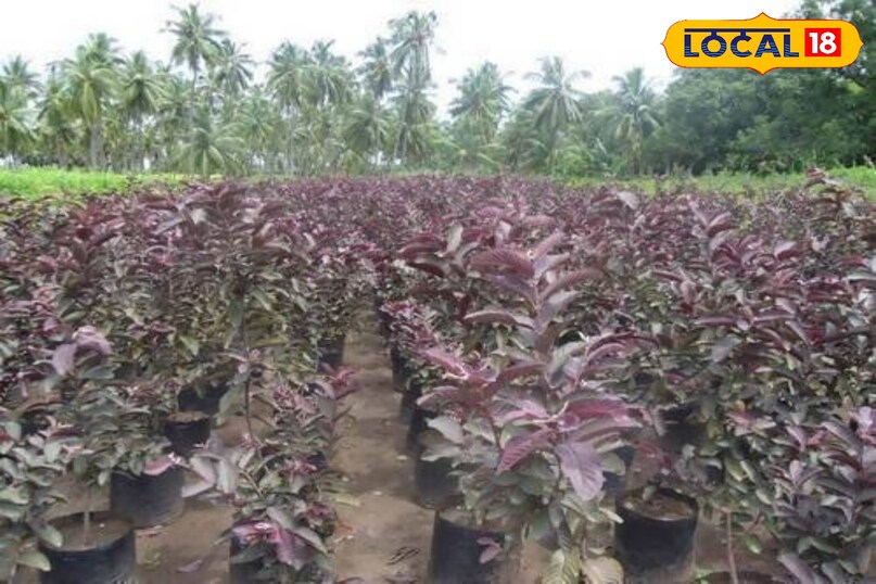 Bagwani Tips in Hindi, Gardening tips kala amrood, काला अमरूद बागवानी टिप्स, काला अमरूद लगाने का तरीका, local18, khargone letest news, Madhya Pradesh hindi news 