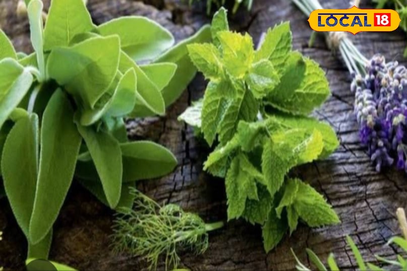 herbal village herbal village