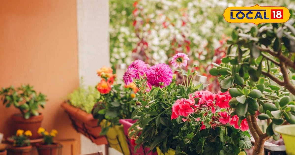 गर्मी में पौधे बार-बार मुरझा रहे हैं? गमले के साइज के हिसाब से दें पानी, रहेंगे हरे-भरे