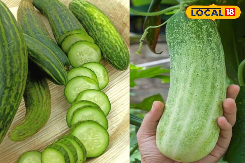 शरीर को ठंडक देने वाला फूड शरीर को ठंडक देने वाला फूड