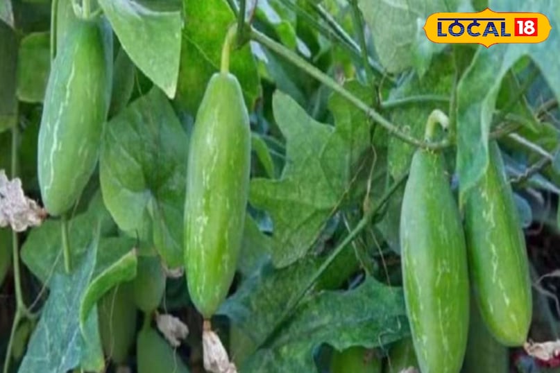 कुंदरू खाने के फायदे