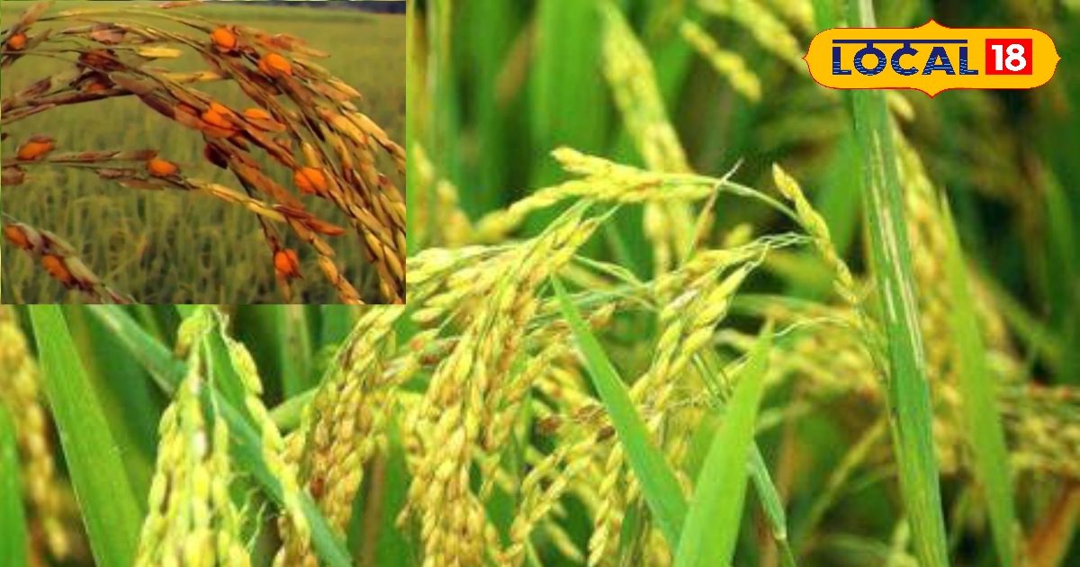 Patadi Insect Paddy Insects : बारिश के बाद तेज धूप से धान की फसलों में बढ़ा इस भयंकर ...