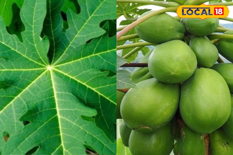 मेरठ, आयुर्वेद, पपीता, उपयोग, फोटो गैलरी, स्वास्थ्य, पाचन तंत्र, पेट, लोकल -18,Meerut, Ayurveda, Papaya, Uses, Photo Gallery, Health, Digestive System, Stomach, Local-18
