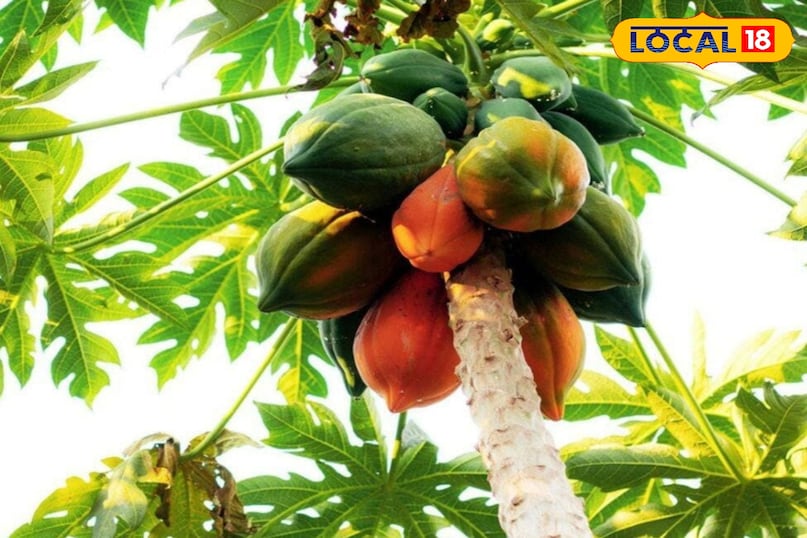 पाचन से लेकर त्वचा की समस्याओं तक… रोज़ाना करें इस फल का सेवन, जानें फायदे