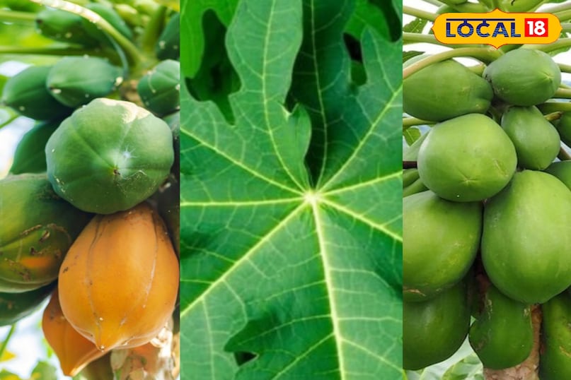 मेरठ, आयुर्वेद, पपीता, उपयोग, फोटो गैलरी, स्वास्थ्य, पाचन तंत्र, पेट, लोकल -18,Meerut, Ayurveda, Papaya, Uses, Photo Gallery, Health, Digestive System, Stomach, Local-18