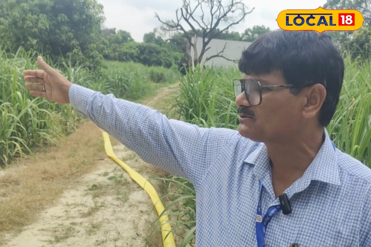 ऐसे उगेगा गन्ना तो जमकर होगी पैदावार, नई किस्म से बढ़ेगी आमदनी, किसान भाई...