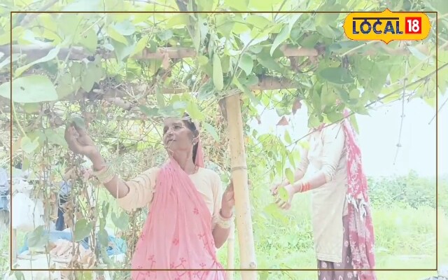 परवल की खेती के देसी नुस्खे से मिलेगा बंपर पैदावार, आमदनी होगी दोगुनी