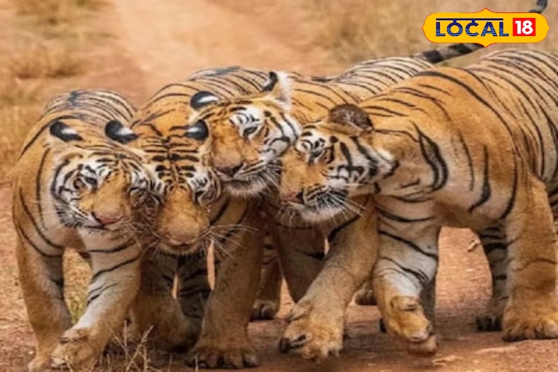 मध्य प्रदेश टाइगर रिजर्व, टाइगर स्टेट मध्य प्रदेश, एमपी में बाघों की संख्या, एमपी वाइल्डलाइफ टूरिज्म, टाइगर सफारी मध्य प्रदेश, टाइगर स्टेट ऑफ इंडिया, local18, khargone letest news, Madhya Pradesh hindi news 