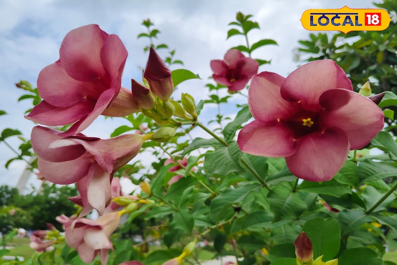 almanda flower ki kheti 