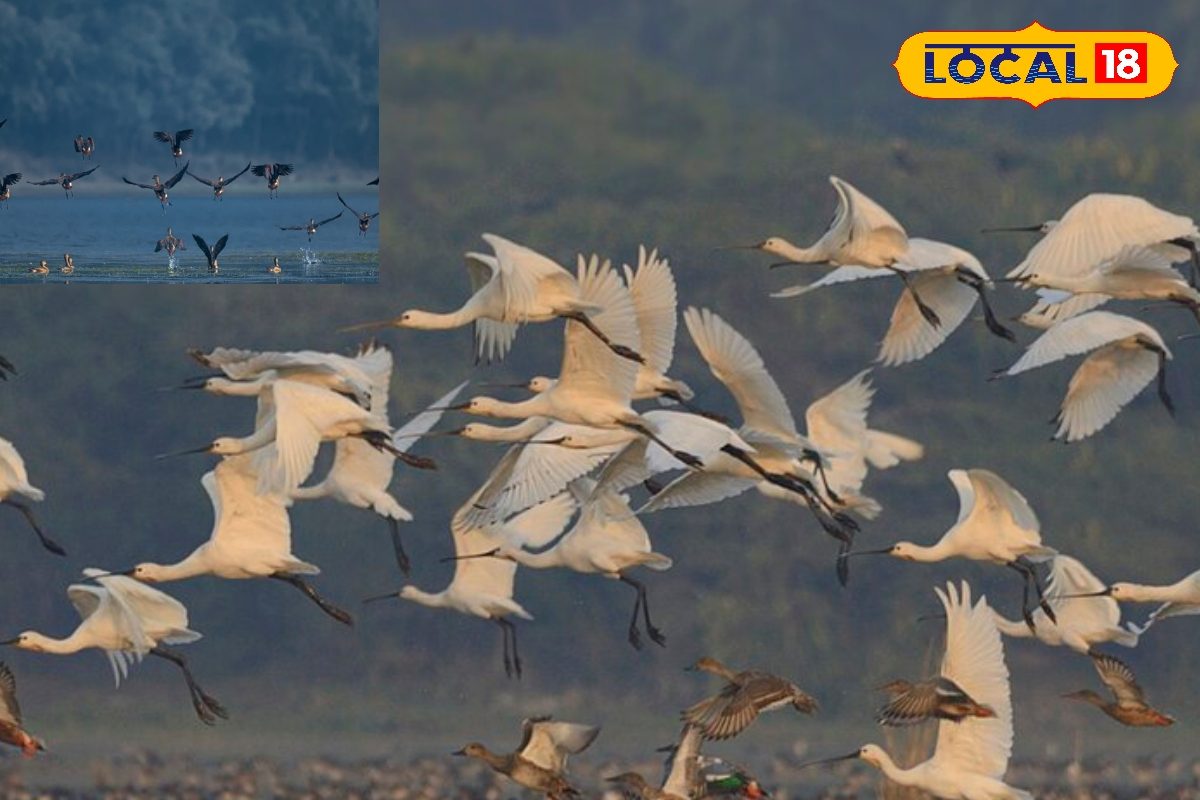 बिहार का यह पर्यटन स्थल रामसर साइट में शामिल, बनेगा ईको-टूरिज्म का बड़ा केंद्र