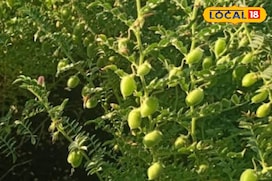चने की खेती से कमा सकते हैं लाखों, जानें तरीका और कौन सी किस्में है बेस्ट
