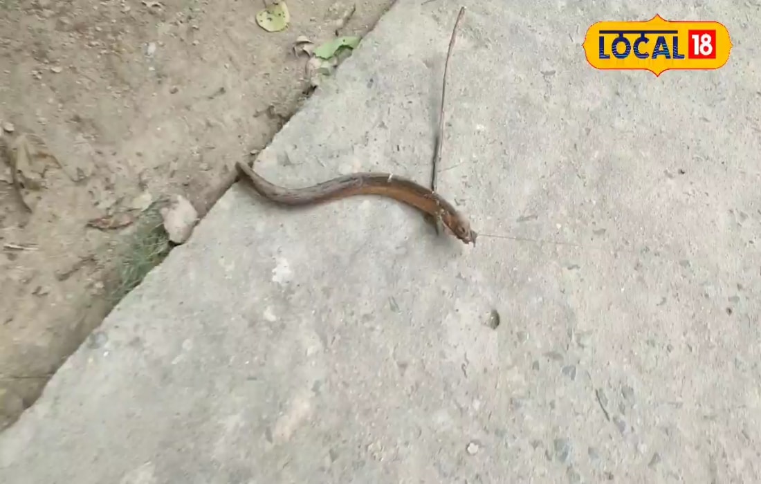 मछुआरे के जाल में फंस गया ऐसा जीव, गूगल किये तो उड़ गए सबके होश, जाल छोड़ भागे