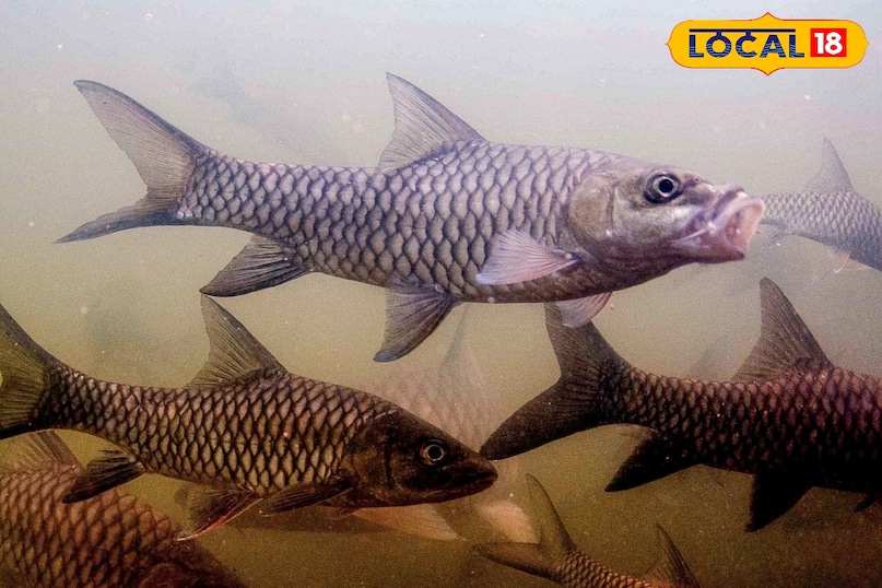 Narmada River Fish, Mahseer Fish, Narmada Jal Tiger, Narmada Fish Conservation, local18, khargone letest news, Madhya Pradesh hindi news, golden fish Narmada River Fish, Mahseer Fish, Narmada Jal Tiger, Narmada Fish Conservation, local18, khargone letest news, Madhya Pradesh hindi news, golden fish