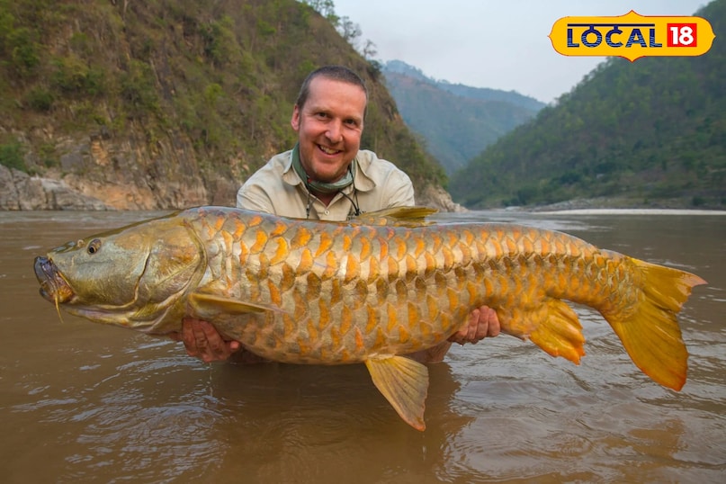Narmada River Fish, Mahseer Fish, Narmada Jal Tiger, Narmada Fish Conservation, local18, khargone letest news, Madhya Pradesh hindi news, golden fish 