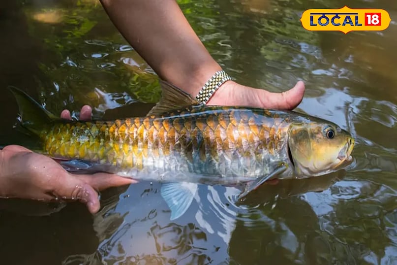 Narmada River Fish, Mahseer Fish, Narmada Jal Tiger, Narmada Fish Conservation, local18, khargone letest news, Madhya Pradesh hindi news, golden fish Narmada River Fish, Mahseer Fish, Narmada Jal Tiger, Narmada Fish Conservation, local18, khargone letest news, Madhya Pradesh hindi news, golden fish