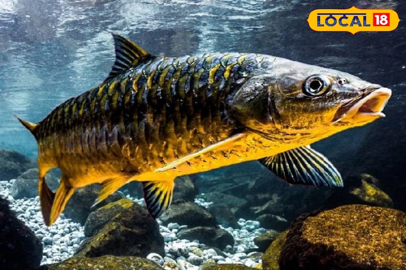 Narmada River Fish, Mahseer Fish, Narmada Jal Tiger, Narmada Fish Conservation, local18, khargone letest news, Madhya Pradesh hindi news, golden fish Narmada River Fish, Mahseer Fish, Narmada Jal Tiger, Narmada Fish Conservation, local18, khargone letest news, Madhya Pradesh hindi news, golden fish