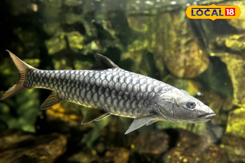 Narmada River Fish, Mahseer Fish, Narmada Jal Tiger, Narmada Fish Conservation, local18, khargone letest news, Madhya Pradesh hindi news, golden fish Narmada River Fish, Mahseer Fish, Narmada Jal Tiger, Narmada Fish Conservation, local18, khargone letest news, Madhya Pradesh hindi news, golden fish