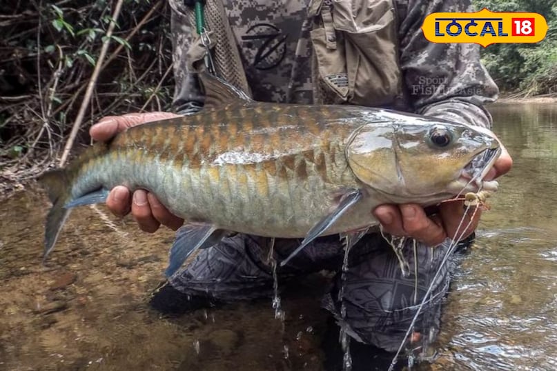 Narmada River Fish, Mahseer Fish, Narmada Jal Tiger, Narmada Fish Conservation, local18, khargone letest news, Madhya Pradesh hindi news, golden fish 