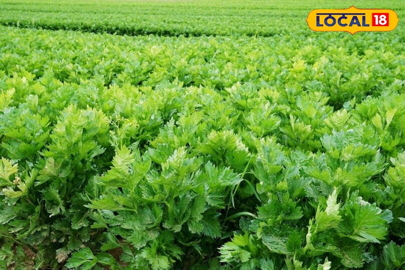 अजवाइन अजवाइन