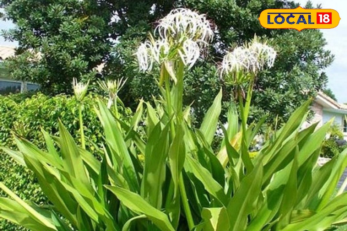 Health Tips: औषधीय गुणों से भरपूर होता है यह पौधा, बुखार से लेकर दर्द तक जैसी समस्याओं में लाभकारी, जानें नाम