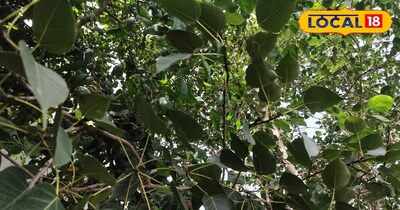 Health Tips: पीपल के पत्तों के फायदे और सही सेवन विधि