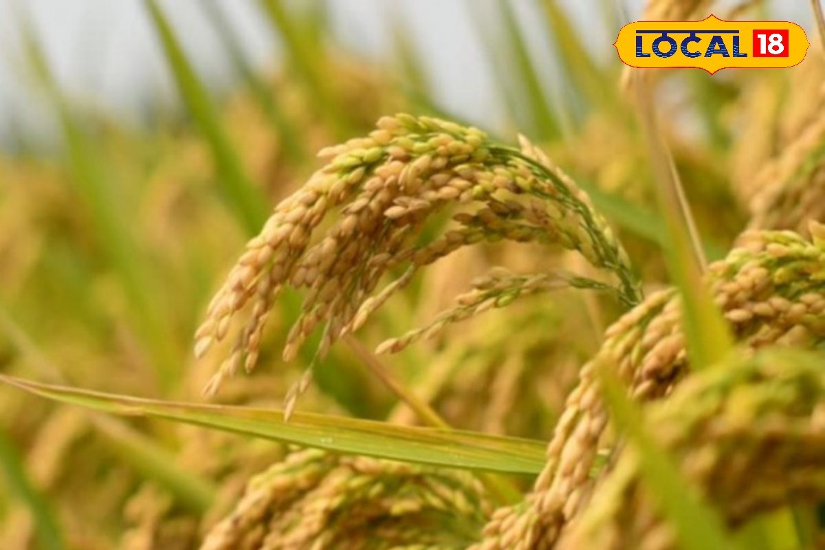 बिहार में किसानों की हुई मौज... अब 2300 नहीं, इस रेट पर होगी धान की खरीदारी
