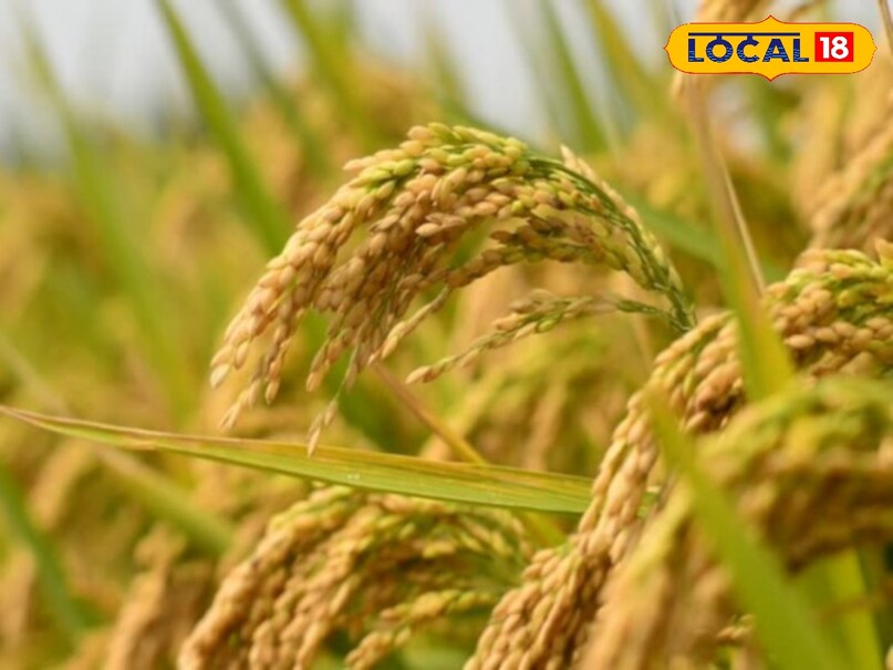 धान की अधिप्राप्ति कब से होगी? 