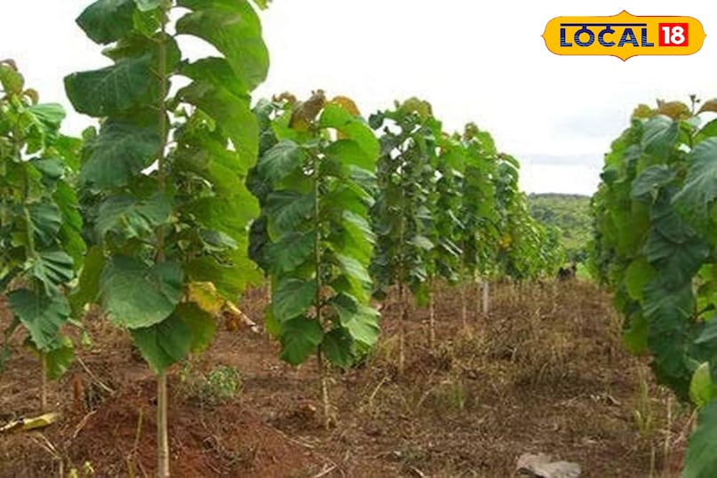 Agriculture News Agriculture News