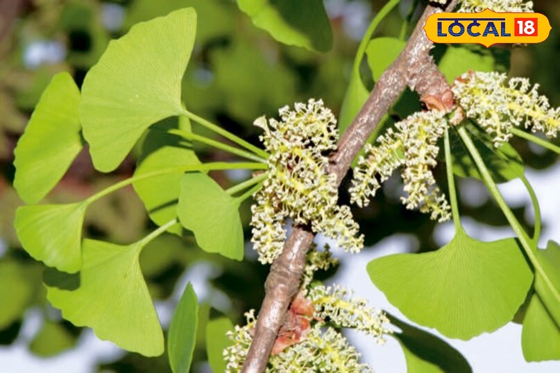 हेल्थ टिप्स हेल्थ टिप्स