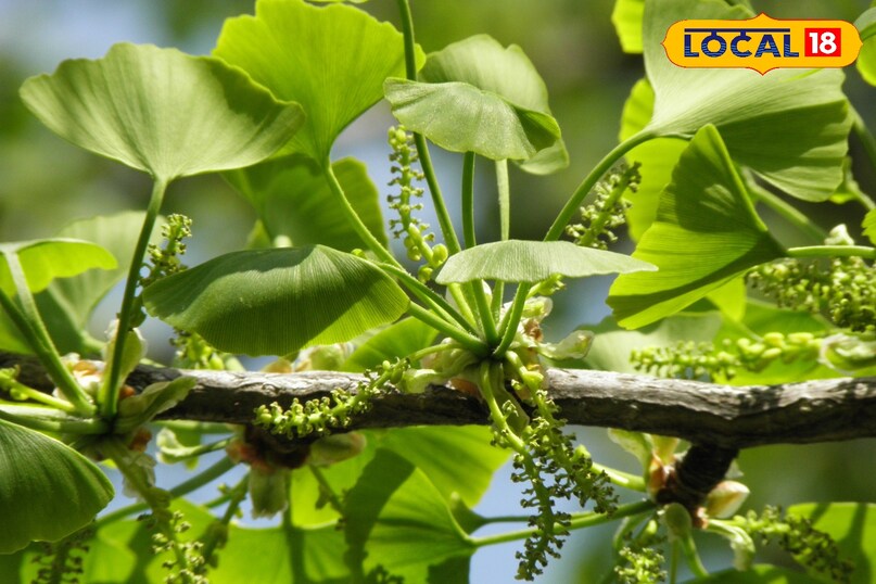 हेल्थ टिप्स हेल्थ टिप्स