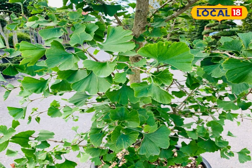 हेल्थ टिप्स हेल्थ टिप्स