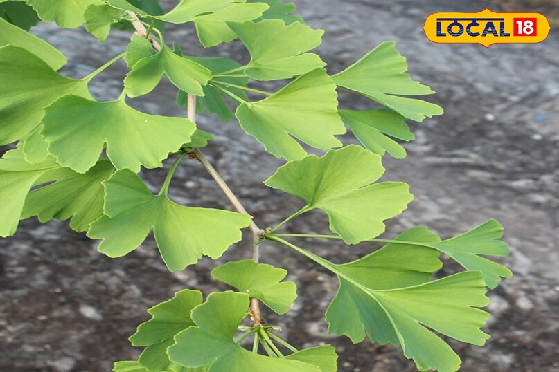 हेल्थ टिप्स हेल्थ टिप्स