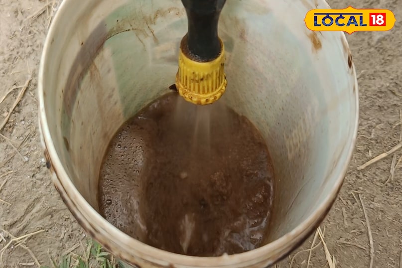 गुलाब के पौधे की देखभाल कैसे करें, गुलाब के पौधे से ज्यादा फूल कैसे लें, गुलाब के पौधे की ग्रोथ को तेज कैसे करें, अक्टूबर महीने में गुलाब के पौधे की देखभाल कैसे करें, लोकल 18, How to care for a rose plant, how to get more flowers from a rose plant, how to speed up the growth of a rose plant, how to care for a rose plant in the month of October, Local 18