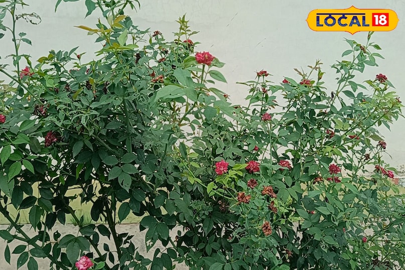 गुलाब के पौधे की देखभाल कैसे करें, गुलाब के पौधे से ज्यादा फूल कैसे लें, गुलाब के पौधे की ग्रोथ को तेज कैसे करें, अक्टूबर महीने में गुलाब के पौधे की देखभाल कैसे करें, लोकल 18, How to care for a rose plant, how to get more flowers from a rose plant, how to speed up the growth of a rose plant, how to care for a rose plant in the month of October, Local 18