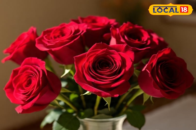 गुलाब के पौधे की देखभाल कैसे करें, गुलाब के पौधे से ज्यादा फूल कैसे लें, गुलाब के पौधे की ग्रोथ को तेज कैसे करें, अक्टूबर महीने में गुलाब के पौधे की देखभाल कैसे करें, लोकल 18, How to care for a rose plant, how to get more flowers from a rose plant, how to speed up the growth of a rose plant, how to care for a rose plant in the month of October, Local 18