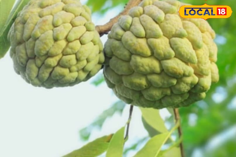 Moradabad news,up news,hindi news,local news, मुरादाबाद समाचार,यूपी समाचार,हिंदी समाचार,लोकल समाचार। 