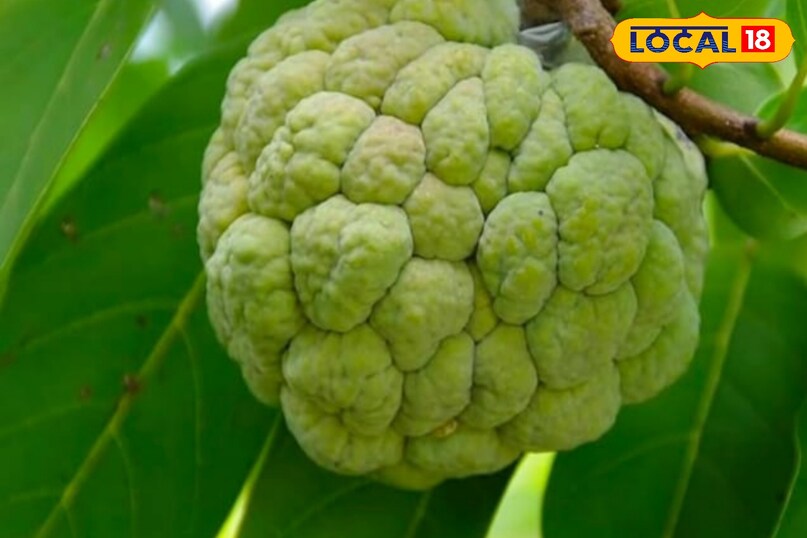 Moradabad news,up news,hindi news,local news, मुरादाबाद समाचार,यूपी समाचार,हिंदी समाचार,लोकल समाचार।